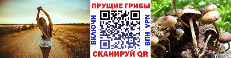 blacksprut ссылки  Райчихинск  Псилоцибиновые грибы мицелий 